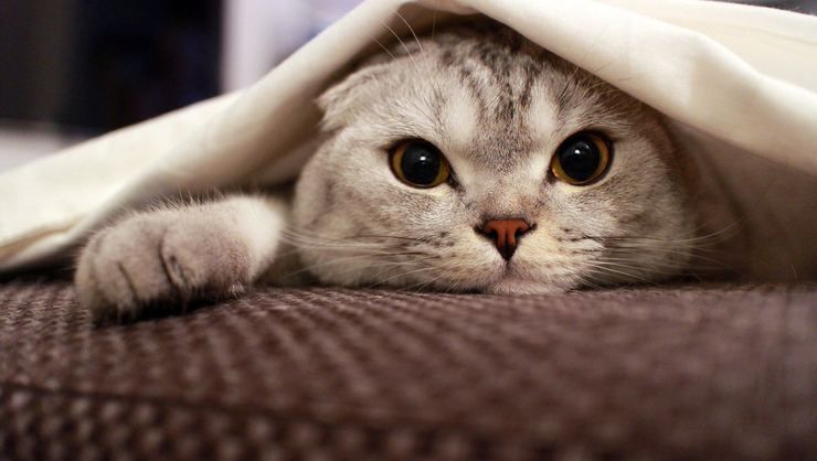 Sevimliliğinin_Kurbanı:_Scottish_Fold