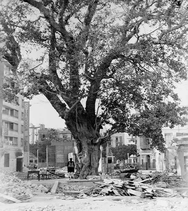 General Kléber’in El Halebi Tarafından Suikaste Uğradığı Ağacın Bugünkü Hali