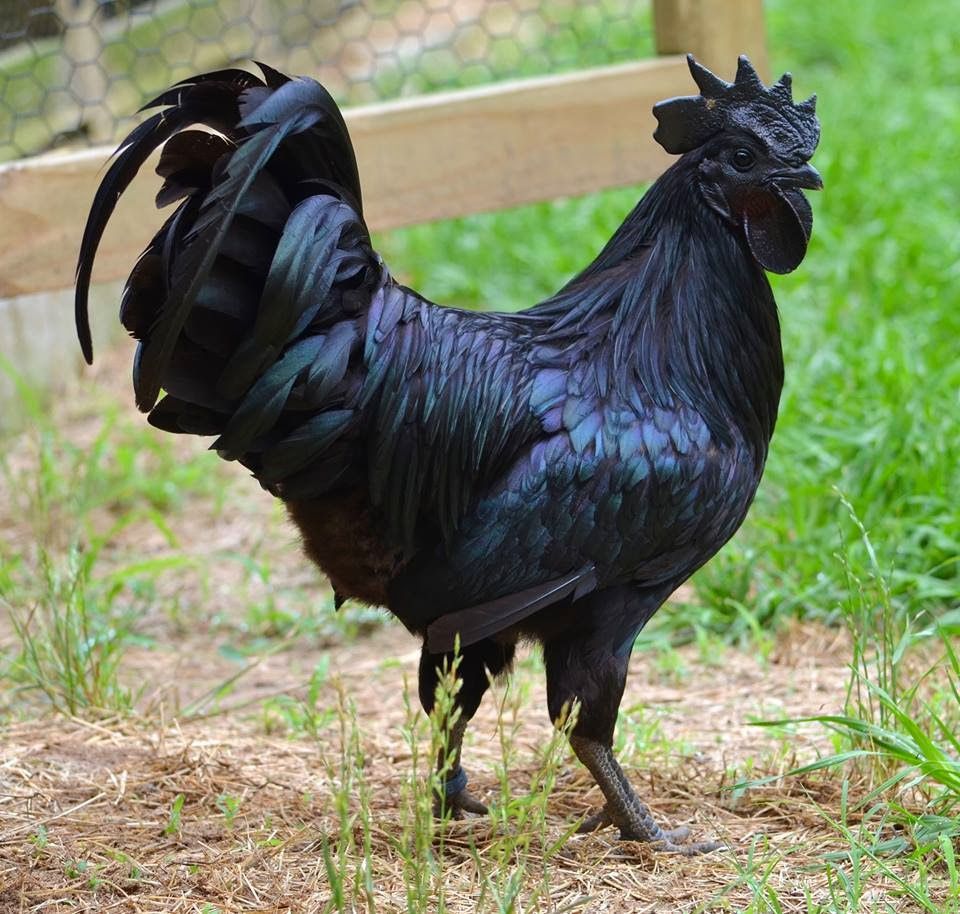 Etinden_-_Kemiğine,_Tüyünden_-_Gagasına_Kadar_Kapkara_Bir_Tavuk:_Ayam_Cemani