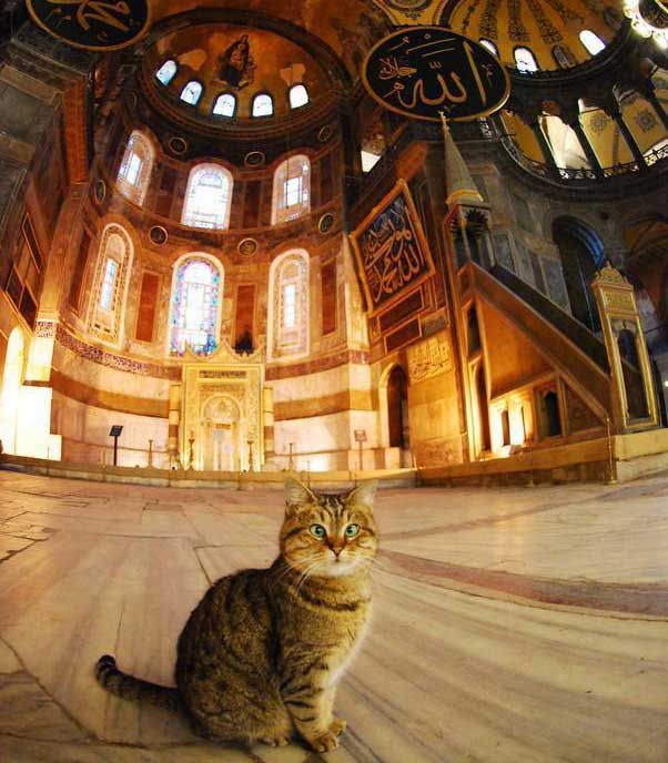 Ayasofya’nın_Fenomen_Kedisi_Gli’den_Çok_Sert_Açıklamalar