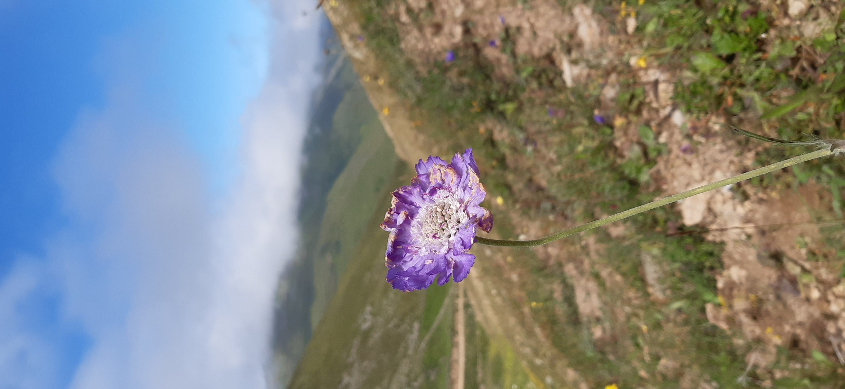 What_is_the_name_of_this_flower?