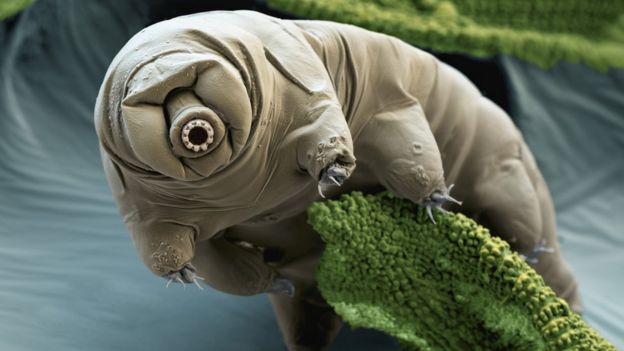 Dünyanın_En_Dayanıklı_Hayvanı:_Su_Ayısı(Tardigrade)