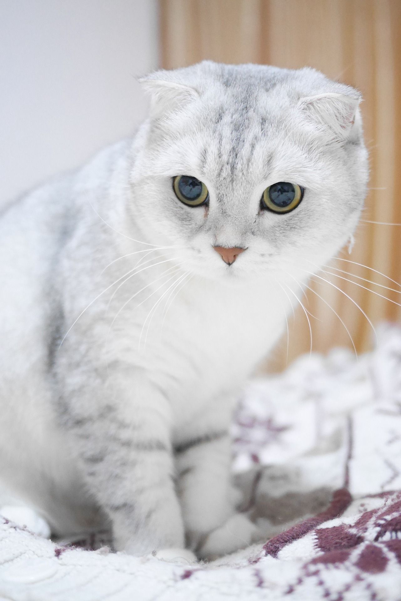 Sevimliliğinin_Kurbanı:_Scottish_Fold