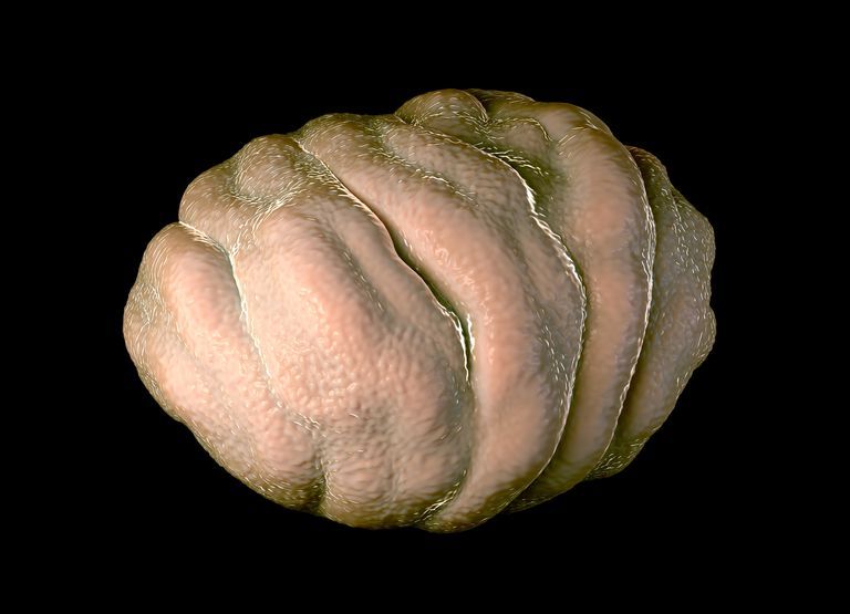 Dünyanın_En_Dayanıklı_Hayvanı:_Su_Ayısı(Tardigrade)