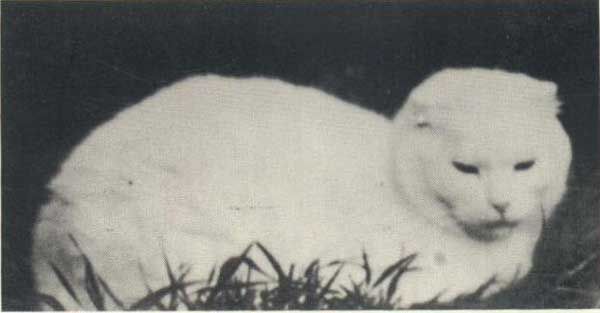 Sevimliliğinin_Kurbanı:_Scottish_Fold