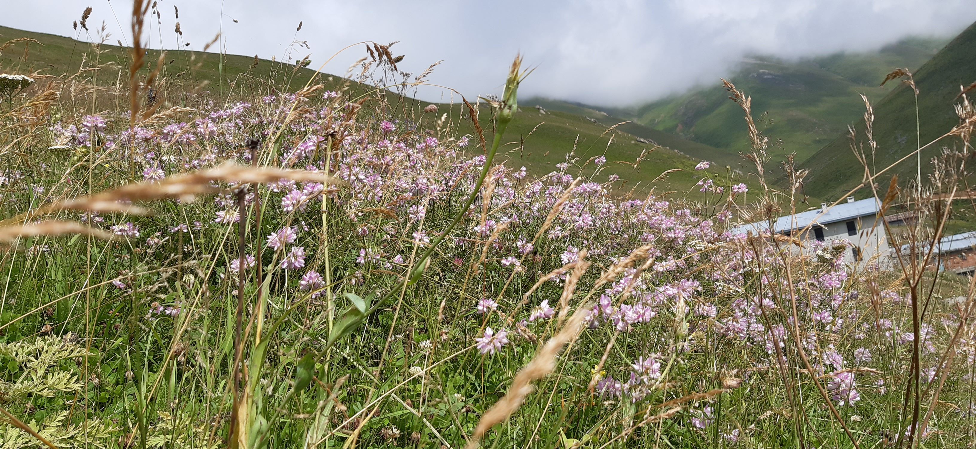 TRABZON/HANLUT/SANTA_HARABELERİ