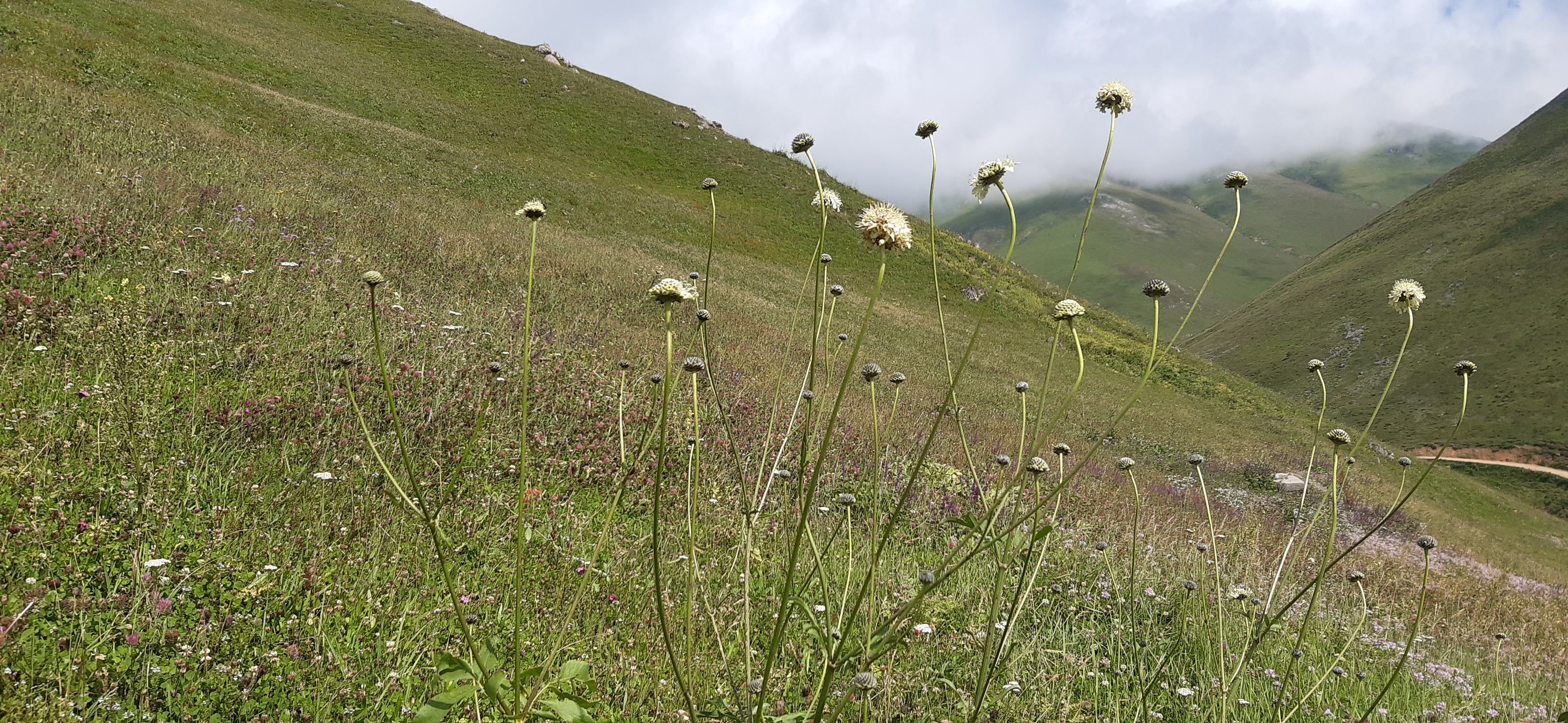 TRABZON/HANLUT/SANTA_HARABELERİ