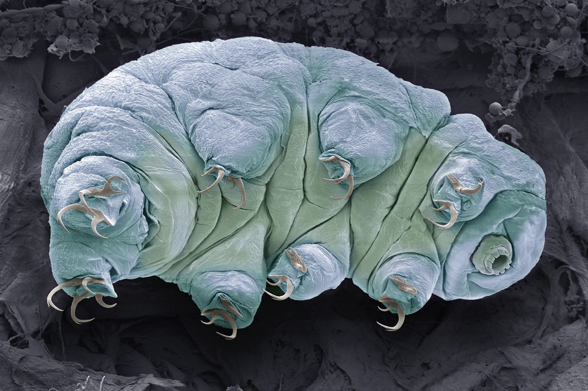 Dünyanın_En_Dayanıklı_Hayvanı:_Su_Ayısı(Tardigrade)