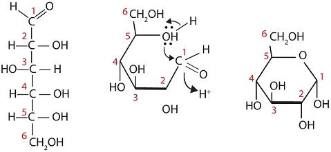 Glikozit_Bağı_Nedir_?