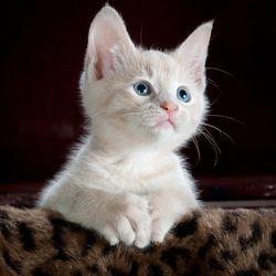 https://bylge-images.s3.amazonaws.com/kitty-551554_1920.jpg