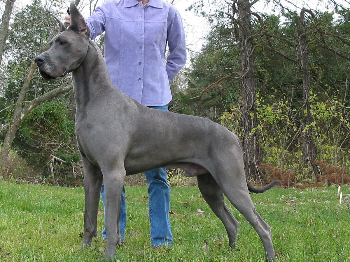 Dogo_Argentino_Hangi_Köpeklerin_Karışımı