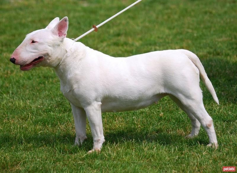 Dogo_Argentino_Hangi_Köpeklerin_Karışımı