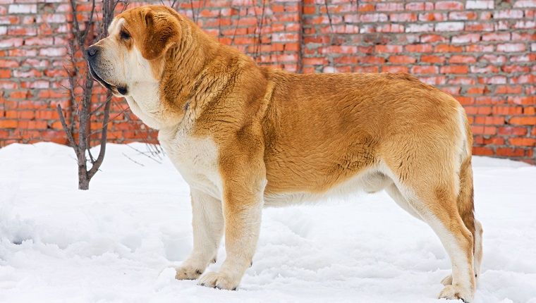 Dogo_Argentino_Hangi_Köpeklerin_Karışımı