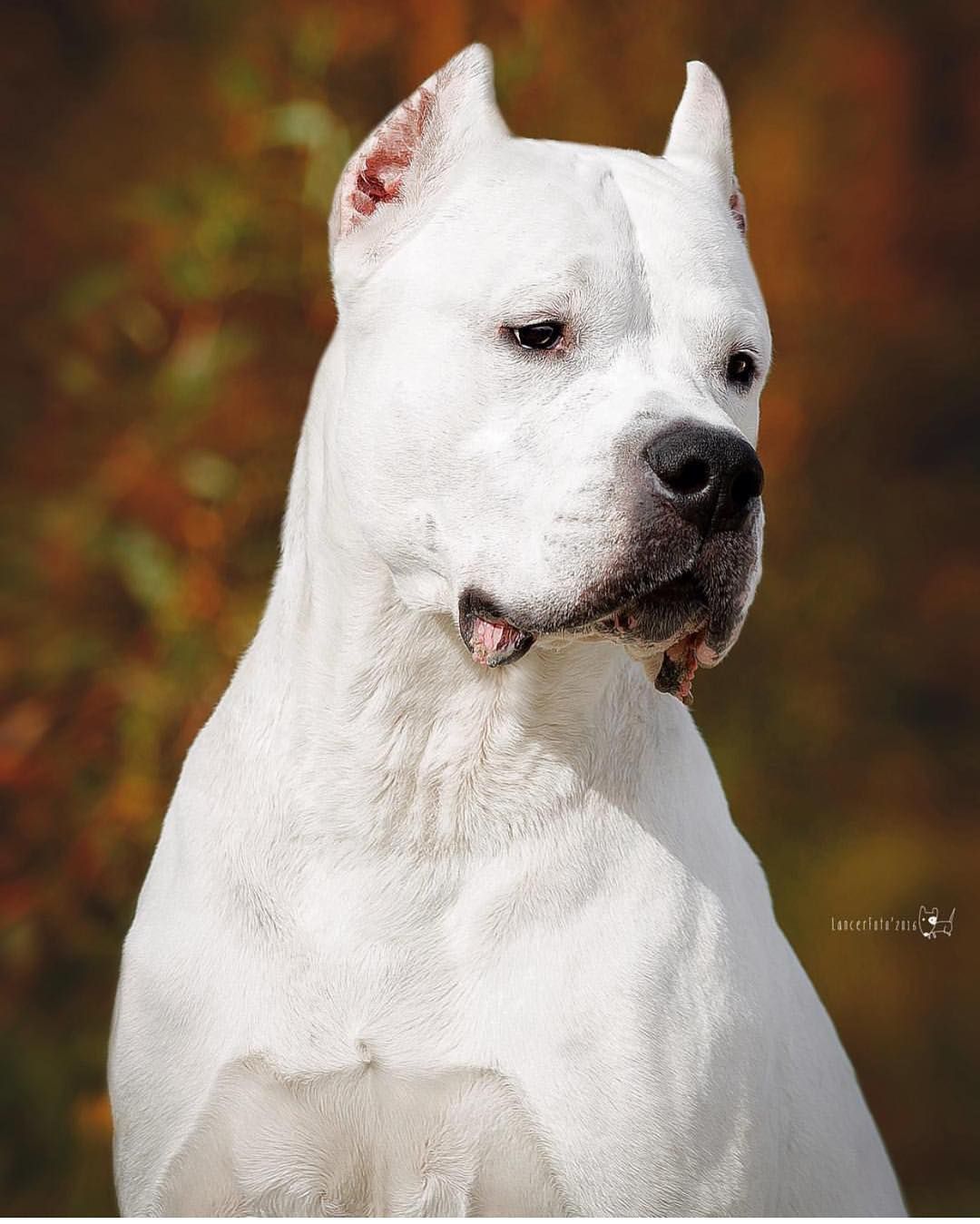 Dogo_Argentino_Hangi_Köpeklerin_Karışımı