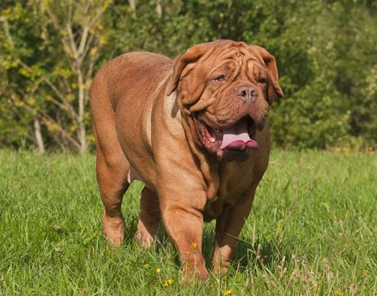 Dogo_Argentino_Hangi_Köpeklerin_Karışımı