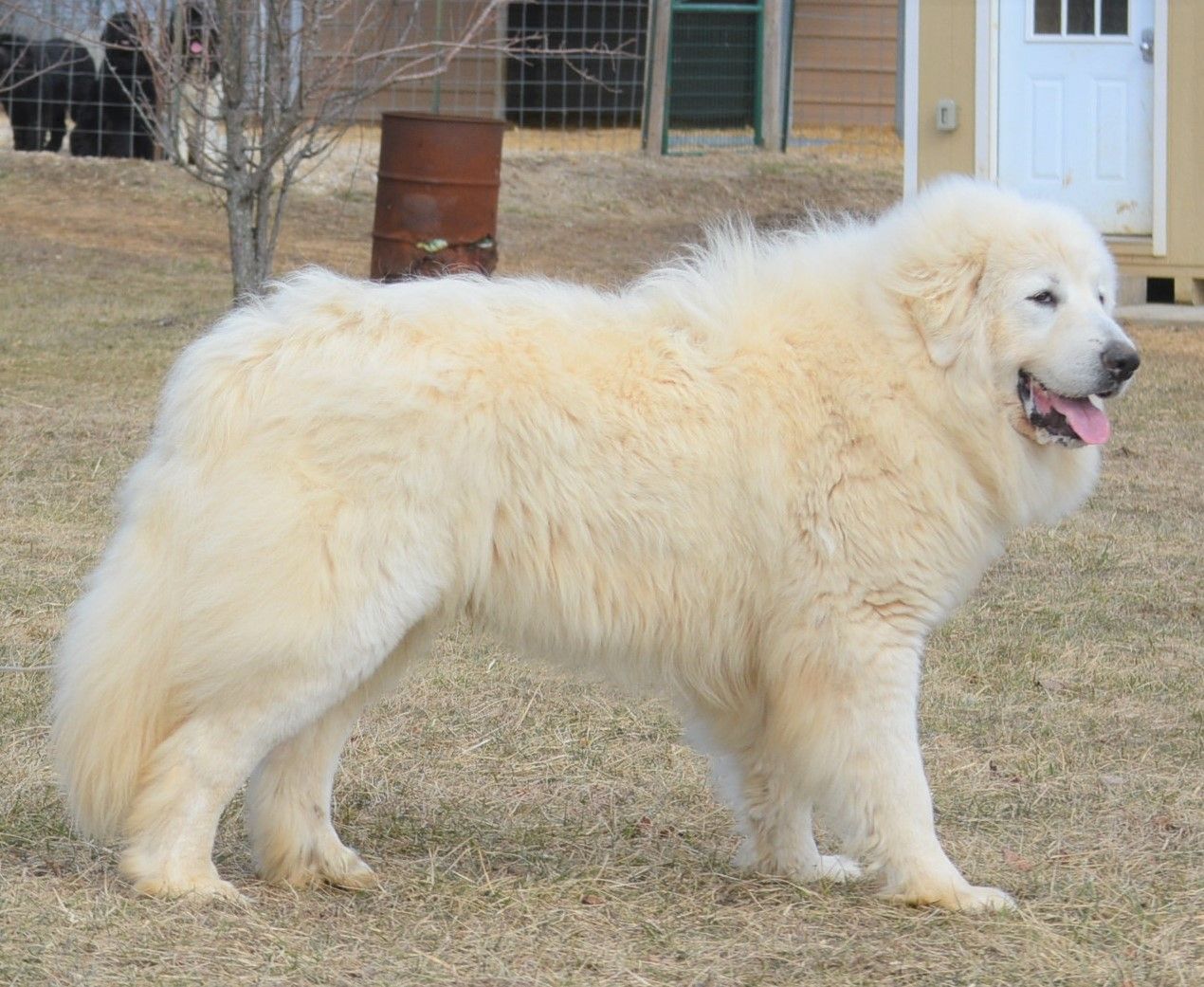 Dogo_Argentino_Hangi_Köpeklerin_Karışımı